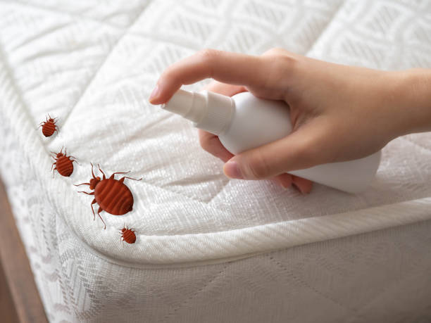 Best Mosquito Control Services  in Bertsch Oceanview, CA