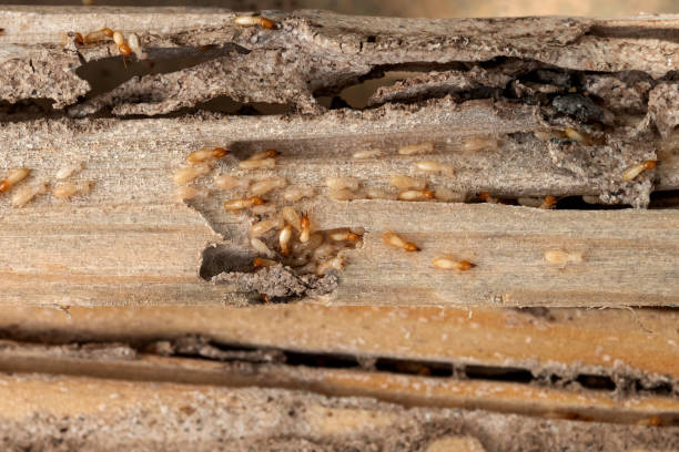 Best Emergency Pest Control  in Bertsch Oceanview, CA